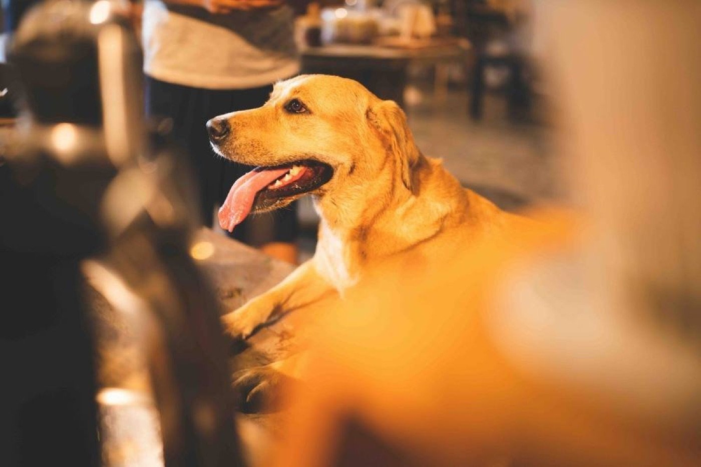Cachorro no pátio da fábrica